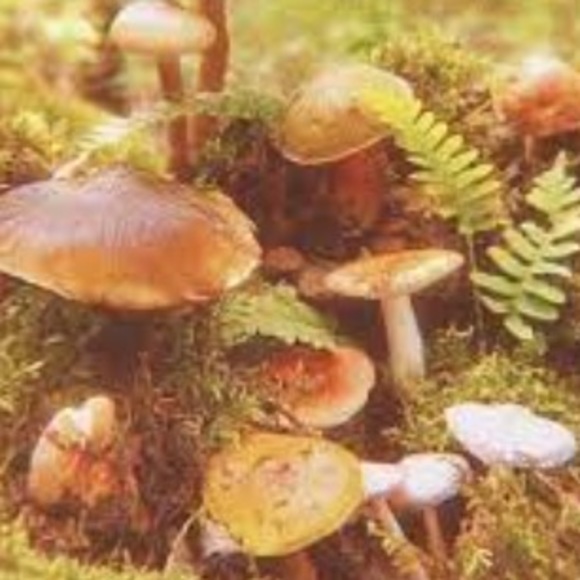 Meet your Posher, Serenity - Picture 1 of 1